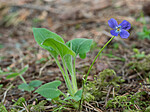 P5283546 / Viola hirta / Lodnefiol