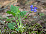 P5283556 / Viola hirta / Lodnefiol