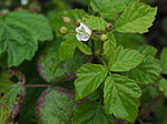 P7071914 / Rubus caesius / Blåbringebær