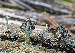 P8260313 / Cladonia parasitica / Furuskjell