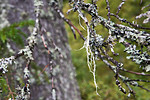 SIG_0135 / Evernia divaricata / Mjuktjafs
