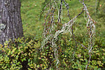 SIG_0136 / Evernia divaricata / Mjuktjafs