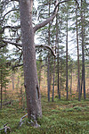 SIG_0278