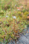 SIG_0325 / Eriophorum brachyantherum / Gulmyrull