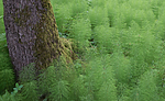 SIG_1259 / Equisetum sylvaticum / Skogsnelle