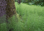 SIG_1263 / Equisetum sylvaticum / Skogsnelle