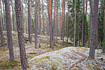 SIG_3019