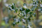 SIG_3596 / Ilex aquifolium / Kristtorn
