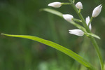 SIG_4010 / Cephalanthera longifolia / Hvit skogfrue