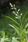 SIG_4016 / Cephalanthera longifolia / Hvit skogfrue