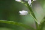 SIG_4031 / Cephalanthera longifolia / Hvit skogfrue