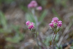 SIG_4094 / Antennaria dioica / Kattefot