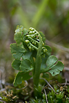 SIG_4102 / Botrychium lunaria / Marinøkkel