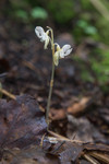 SIG_4544 / Epipogium aphyllum / Huldreblom