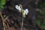SIG_4559 / Epipogium aphyllum / Huldreblom