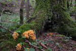 SIG_4889 / Ramaria brunneicontusa / Gullkorallsopp