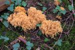 SIG_4898 / Ramaria brunneicontusa / Gullkorallsopp