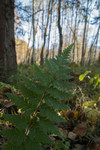 SIG_5196 / Dryopteris cristata / Vasstelg