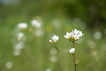 SIG_6545 / Saxifraga granulata / Nyresildre