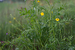 SIG_6753 / Ranunculus polyanthemos / Krattsoleie
