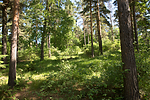 SIG_6888