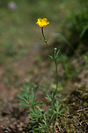 SIG_6971 / Ranunculus polyanthemos / Krattsoleie