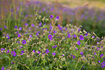 SIG_7099 / Geranium sylvaticum / Skogstorkenebb