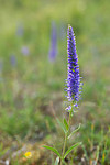 SIG_7294 / Veronica spicata / Aksveronika