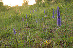 SIG_7297 / Veronica spicata / Aksveronika