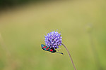 SIG_7431 / Zygaena filipendulae / Seksflekket bloddråpesvermer