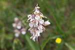 SIG_7511 / Epipactis palustris / Myrflangre