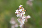 SIG_7514 / Epipactis palustris / Myrflangre