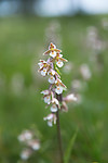 SIG_7526 / Epipactis palustris / Myrflangre