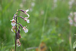 SIG_7529 / Epipactis palustris / Myrflangre