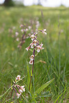 SIG_7544 / Epipactis palustris / Myrflangre