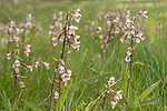 SIG_7549 / Epipactis palustris / Myrflangre