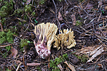 SIG_7911 / Ramaria sanguinea / Blodflekkorallsopp