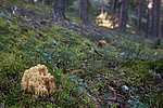 SIG_7918 / Ramaria sanguinea / Blodflekkorallsopp