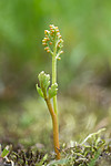 SIG_9007 / Botrychium matricariifolium / Huldrenøkkel