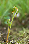 SIG_9013 / Botrychium matricariifolium / Huldrenøkkel