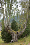 SIG_9672 / Betula pendula / Hengebjørk