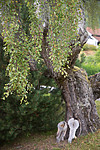SIG_9690 / Betula pendula / Hengebjørk