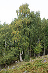 SIG_9978 / Betula pendula / Hengebjørk