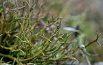 SIR_0530 / Cladonia subrangiformis / Kystgaffel <br /> Orchis mascula / Vårmarihand <br /> Polygonatum odoratum / Kantkonvall <br /> Silene nutans / Nikkesmelle