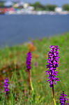 SIR_0560 / Orchis mascula / Vårmarihand