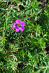 SIR_0621 / Geranium sanguineum / Blodstorkenebb