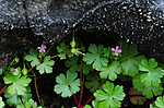SIR_0629 / Geranium lucidum / Blankstorkenebb
