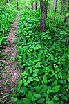 SIR_0725 / Convallaria majalis / Liljekonvall <br /> Laserpitium latifolium / Hvitrot