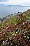 SIR_0778 / Cladonia subrangiformis / Kystgaffel
