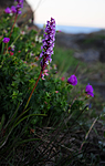 SIR_0884 / Gymnadenia conopsea / Brudespore